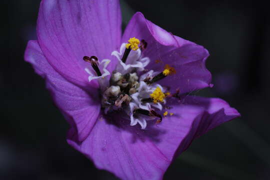 Image of Cosmos ochroleucoflorus Melchert