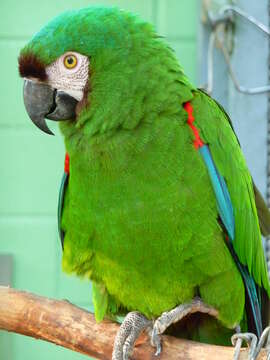 Image of Chestnut-fronted Macaw