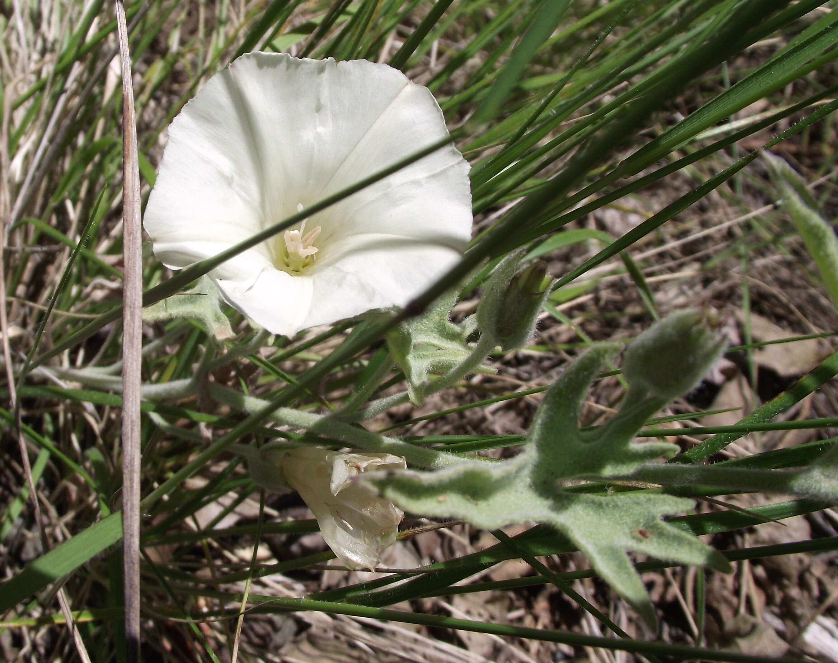 Image of Stebbins' false bindweed