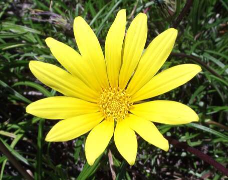 Image of Common gazania