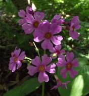 Plancia ëd Primula japonica A. Gray