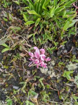 Image of Parry's Clover