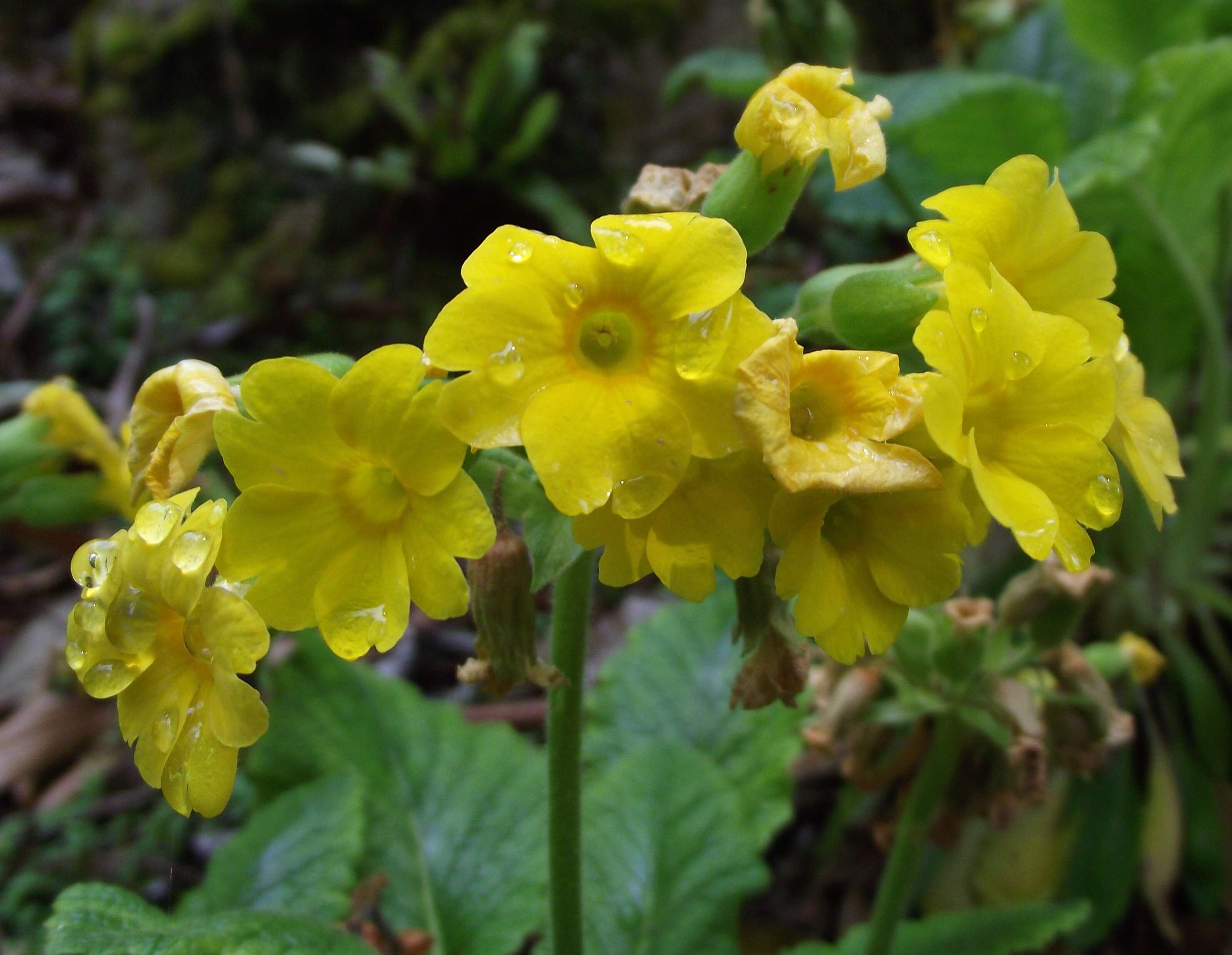 Image of cowslip