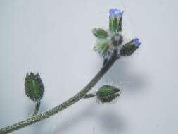 Слика од Myosotis ramosissima Rochel