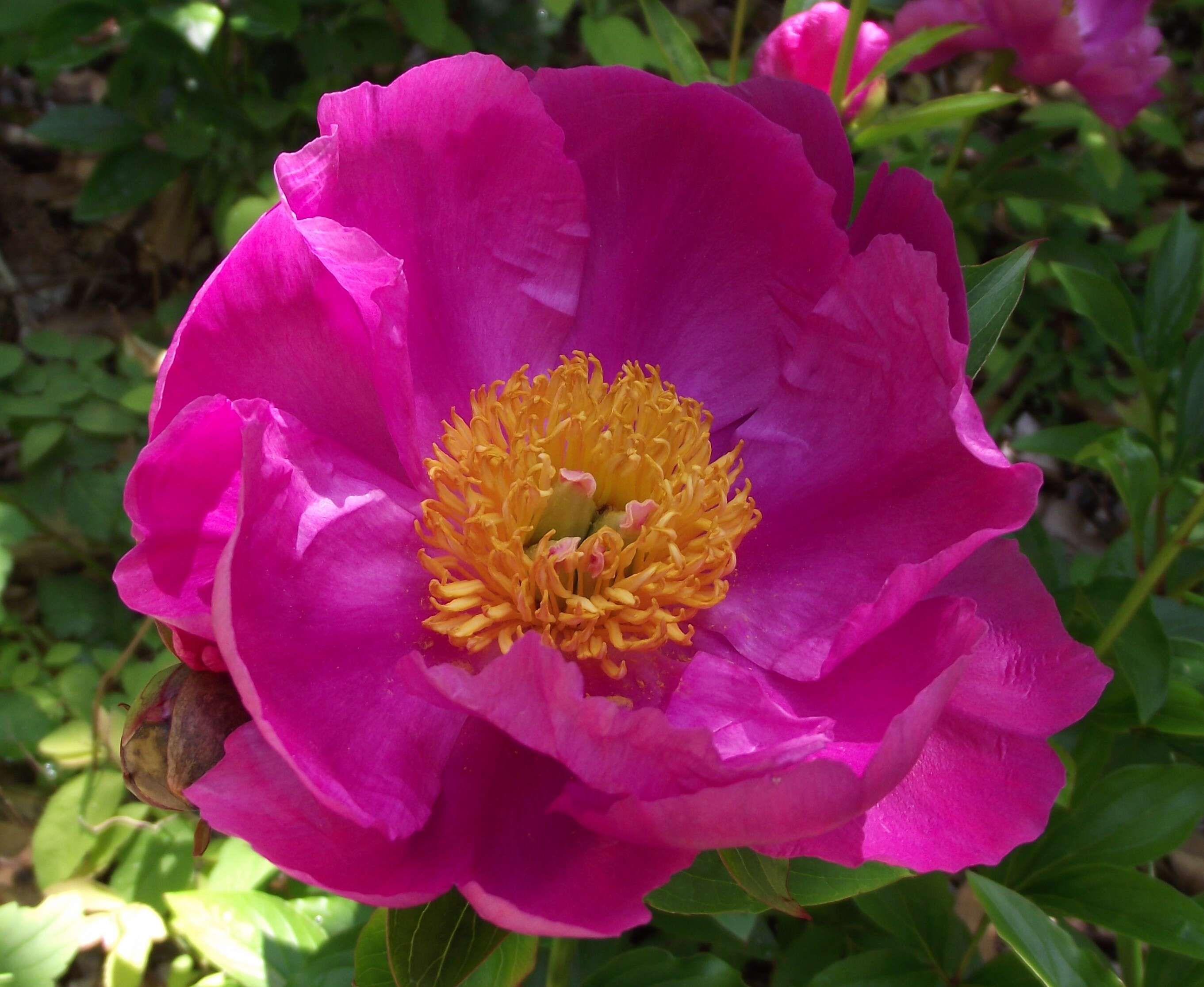 Plancia ëd Paeonia lactiflora Pall.