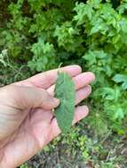 Eupatorium sullivaniae E. E. Schill.的圖片