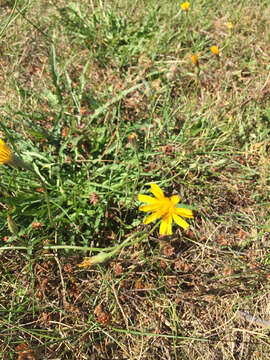 Image of August-Flower