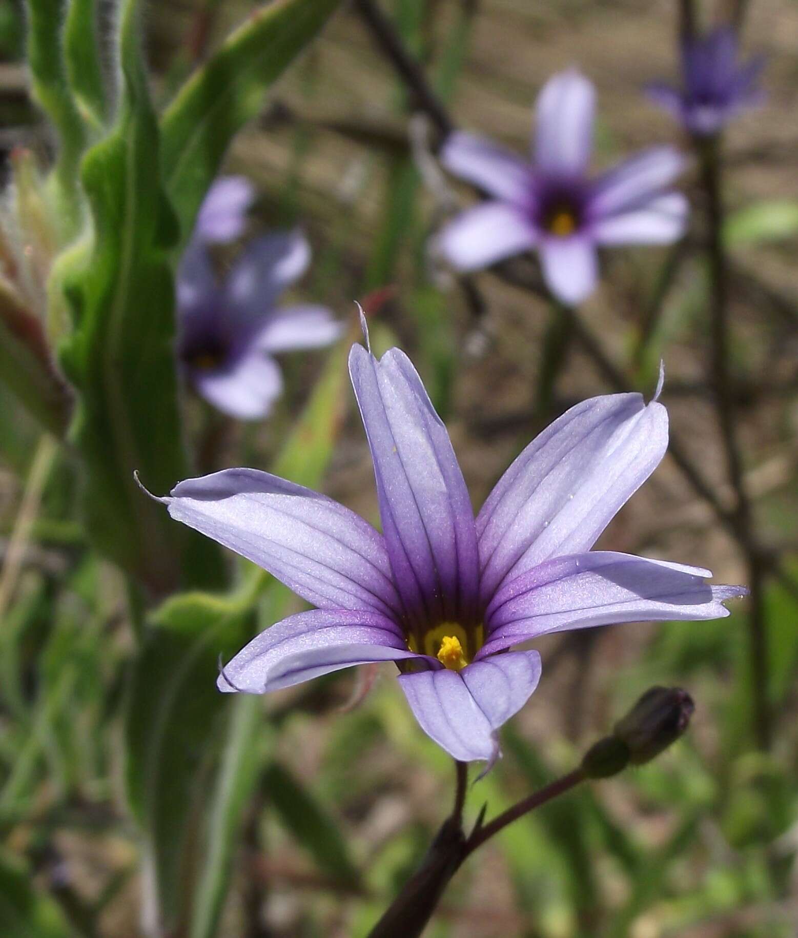 Image of Sisyrinchium platense I. M. Johnst.