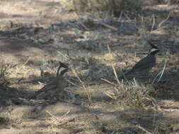 صورة Lophospingus Cabanis 1878