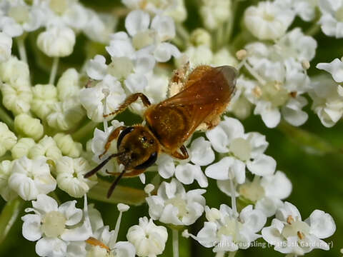 Image of Viereck's Dialictus