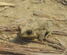 Image of Asian black-spined toad