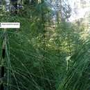 Image of Equisetum telmateia subsp. telmateia