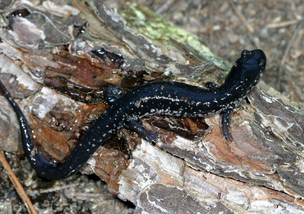 Image of White-spotted Slimy Salamander