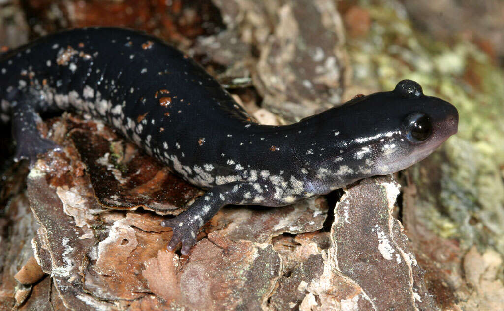 Imagem de Plethodon glutinosus (Green 1818)