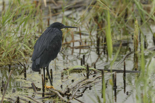 Image of Black Egret