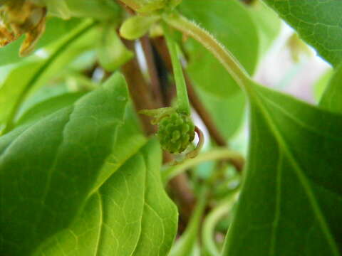 Image of Schisandra chinensis (Turcz.) Baill.