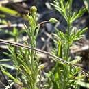 Image of yellow licorice weed