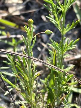 Image of yellow licorice weed