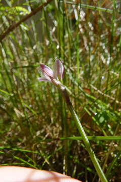 Imagem de Zephyranthes minima Herb.