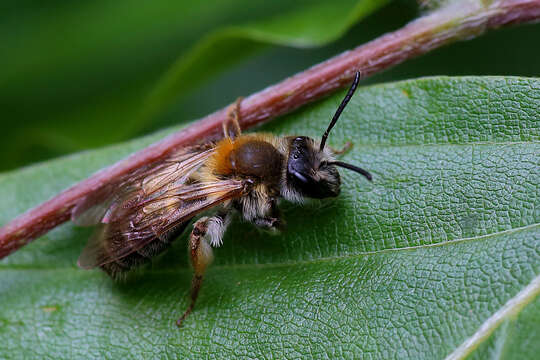 Image of Andrena helvola (Linnaeus 1758)