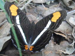 Image of Adelpha donysa