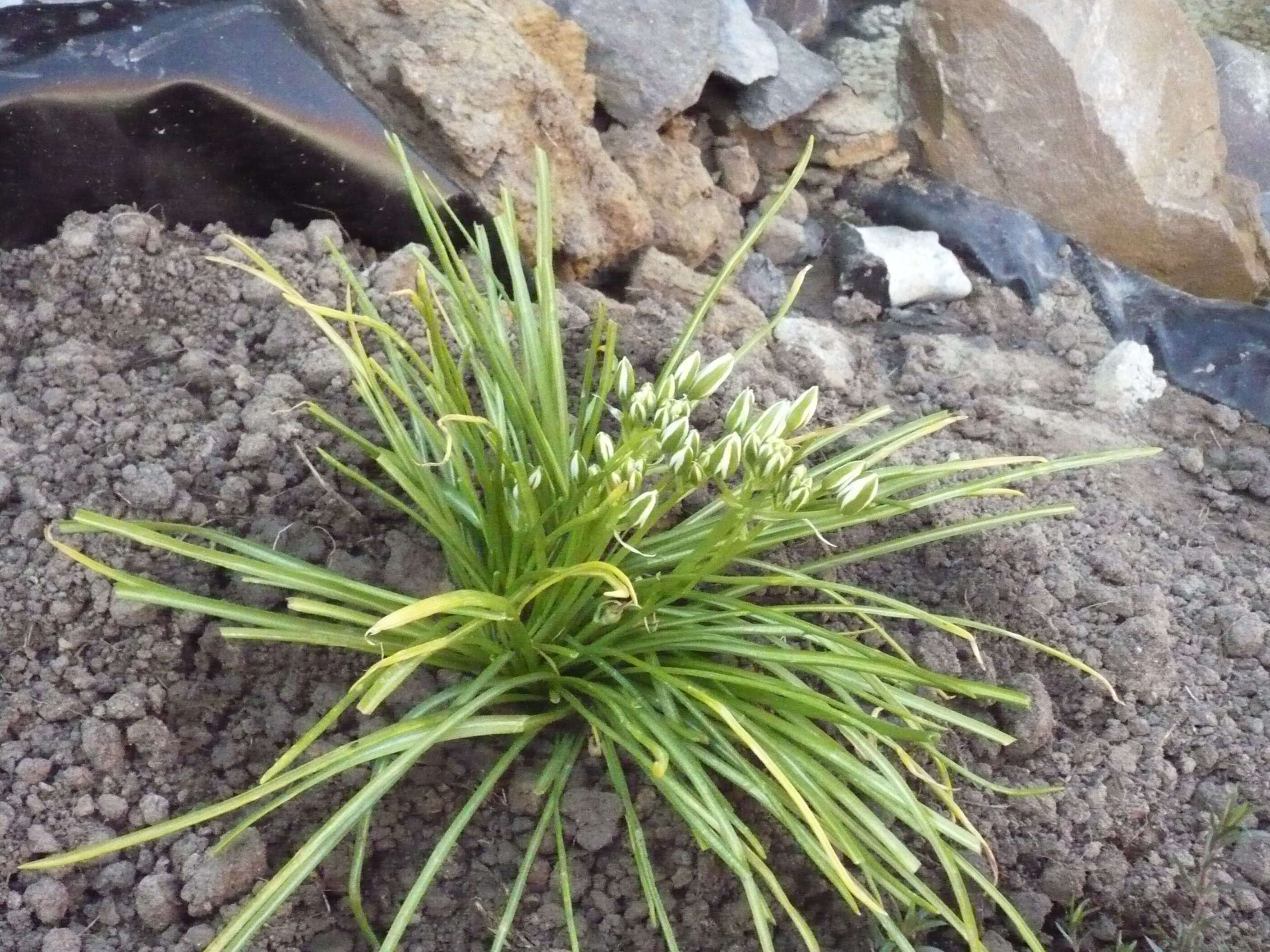 Image of Dove's dung