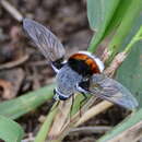 Image of Bombomyia bombiformis (Bezzi 1921)