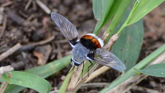 Image of Bombomyia bombiformis (Bezzi 1921)