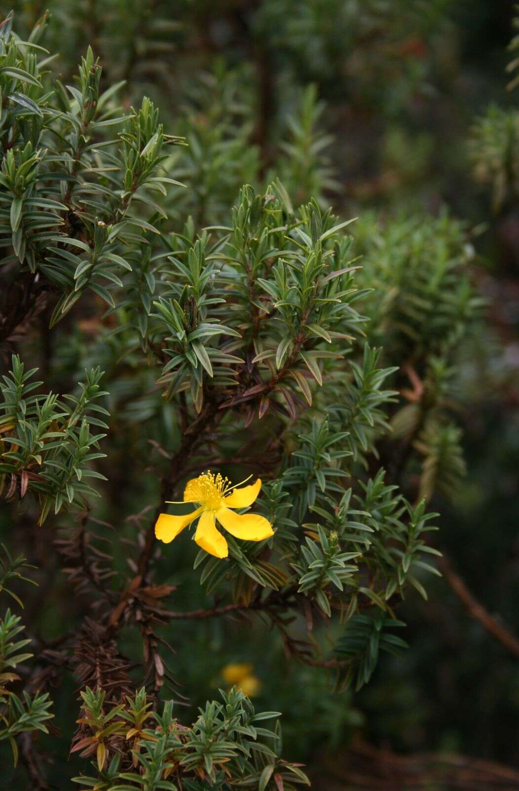 Image of St John's-wort