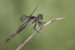 Image of Slaty Skimmer