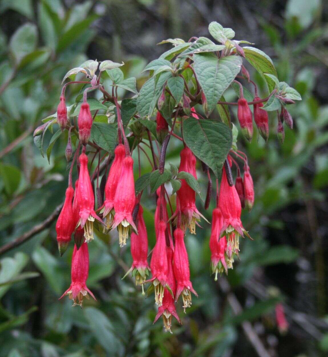 Image of Fuchsia