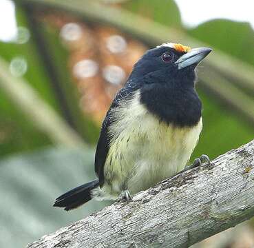 Image of Orange-fronted Barbet