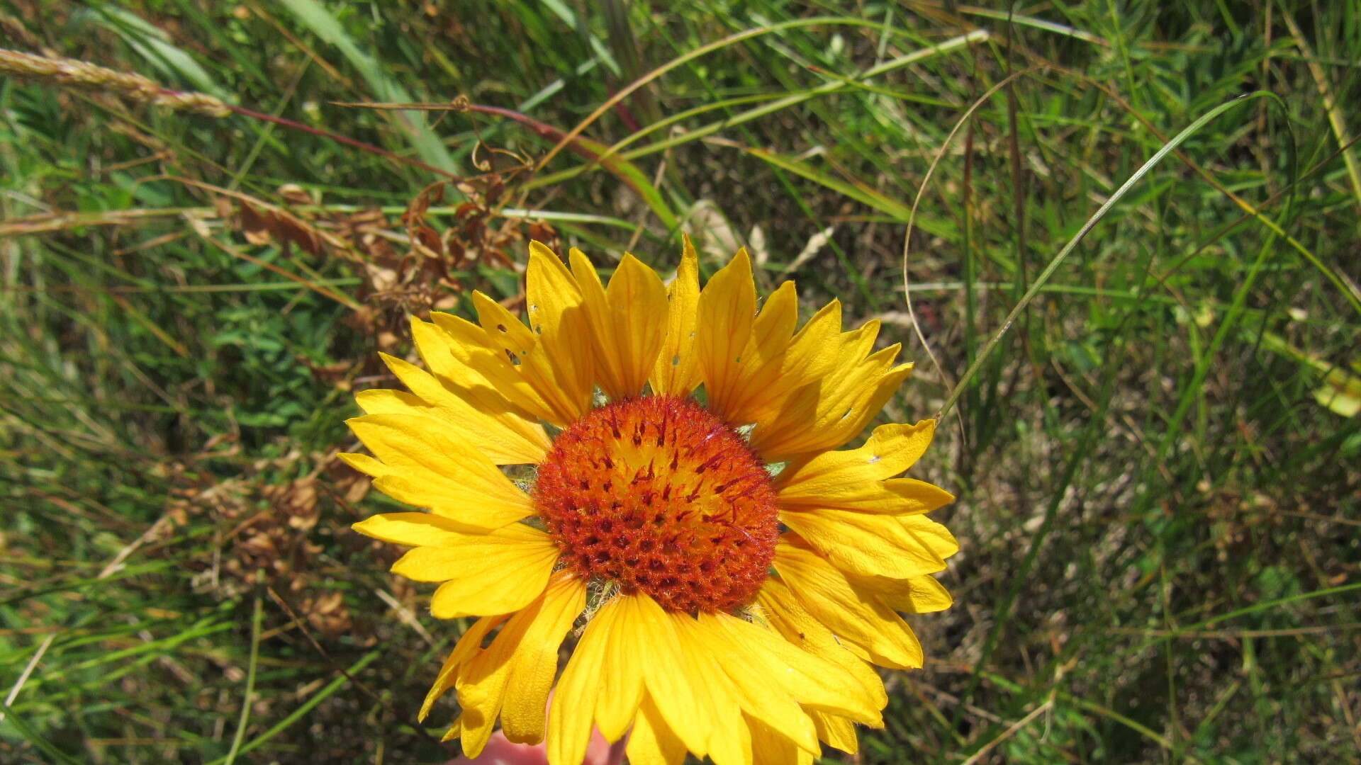 Plancia ëd Gaillardia aristata Pursh