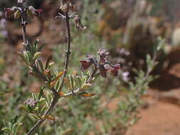 Слика од Ocimum burchellianum Benth.