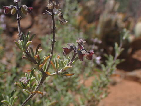 Imagem de Ocimum burchellianum Benth.