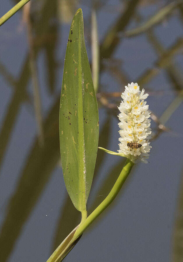 Image of Pontederia reflexa