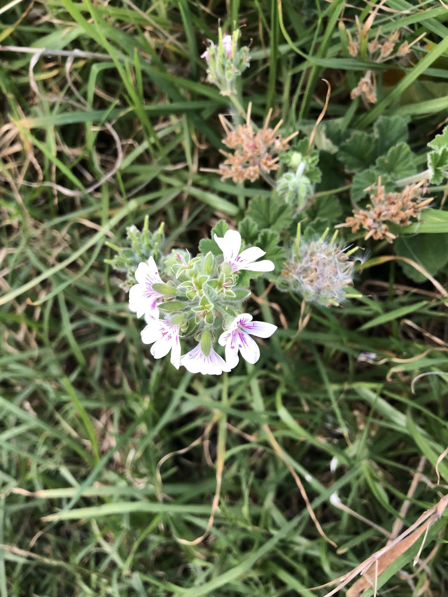 Слика од Pelargonium australe (Poir.) Jacq.