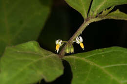 Image of Jamaican Nightshade