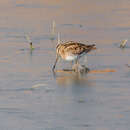 Sivun Gallinago gallinago gallinago (Linnaeus 1758) kuva