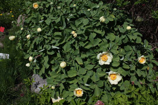 صورة Paeonia daurica Andrews