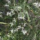 Image of Clematis linearifolia Steud.