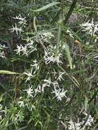 Image of Clematis linearifolia Steud.