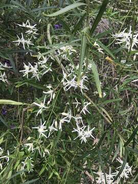 Imagem de Clematis linearifolia Steud.