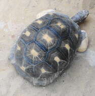 Image of Radiated Tortoise