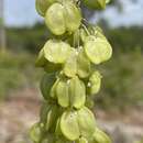 Image of Britton's beargrass