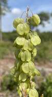 Image of Britton's beargrass