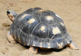 Image of Radiated Tortoise