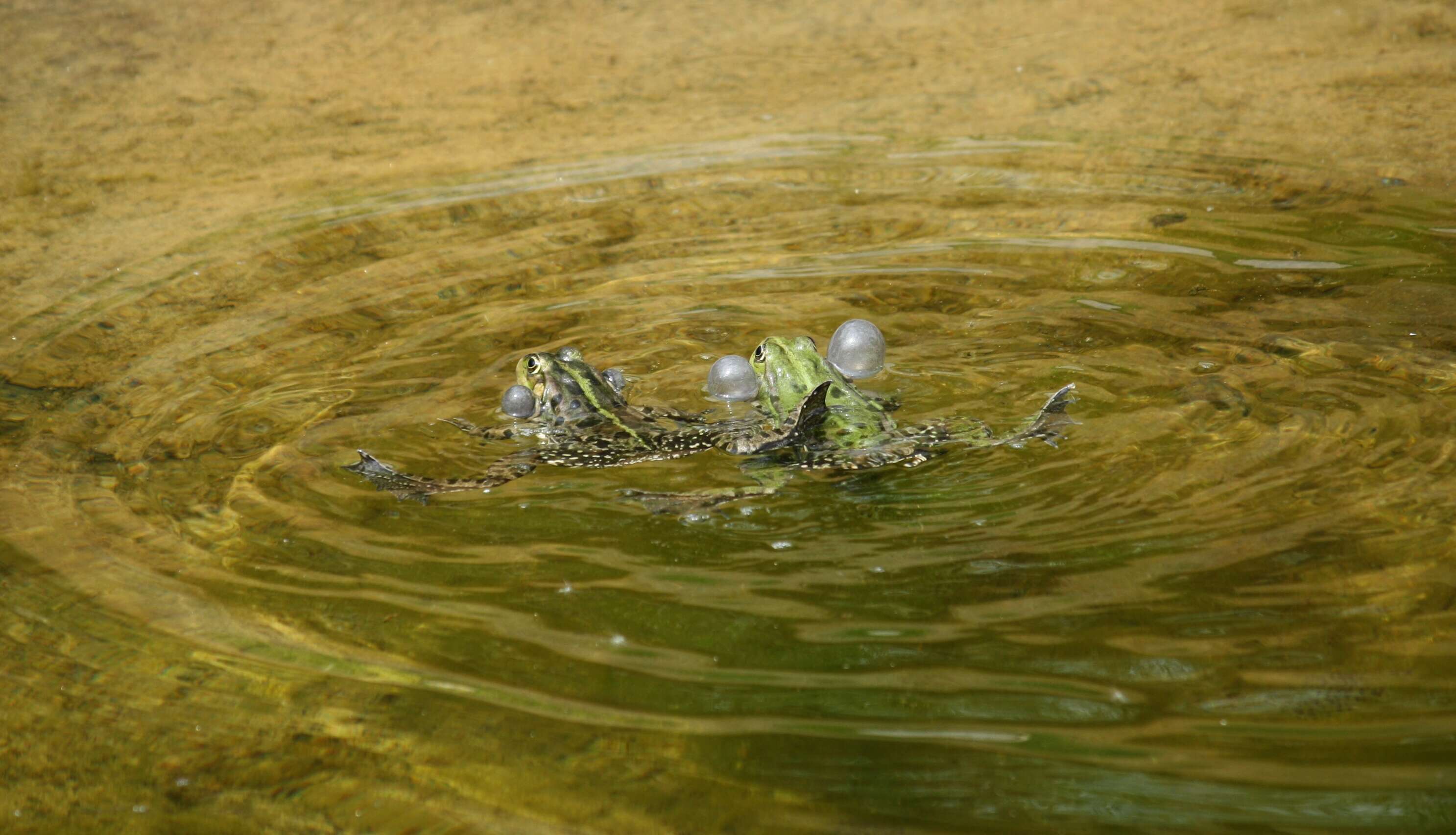 Image of Eurasian Marsh Frog