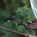 Plancia ëd Ocreatus underwoodii melanantherus (Jardine 1851)