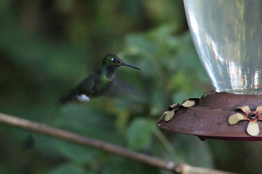 Image de Ocreatus underwoodii melanantherus (Jardine 1851)